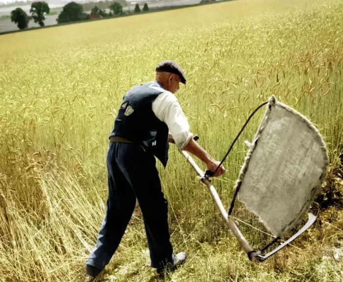 Framed Print : Man cutting corn with a scythe - harvesting by hand. Picture shows Fred Goldup, aged 72 Framed Print : Man cutting corn with a scythe - harvesting by hand. Picture shows Fred Goldup, aged 72