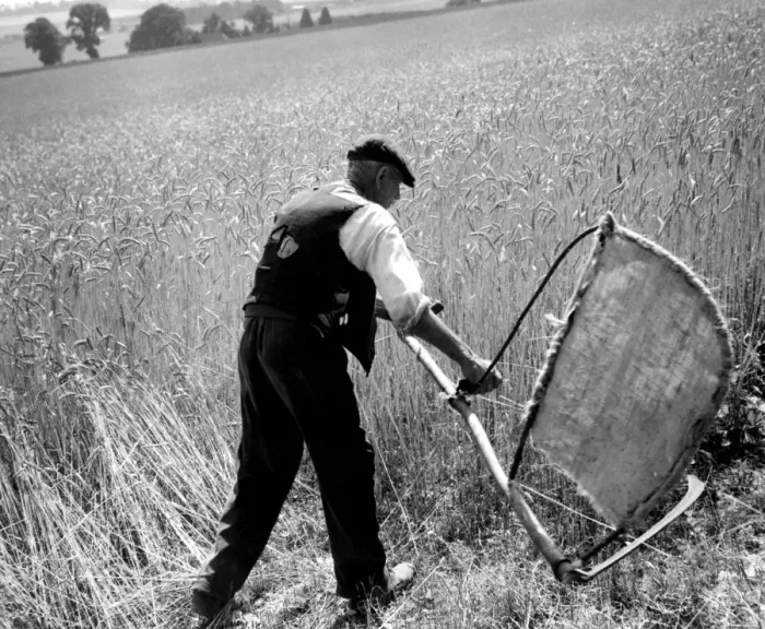 Framed Print : Man cutting corn with a scythe - harvesting by hand. Picture shows Fred Goldup, aged 72