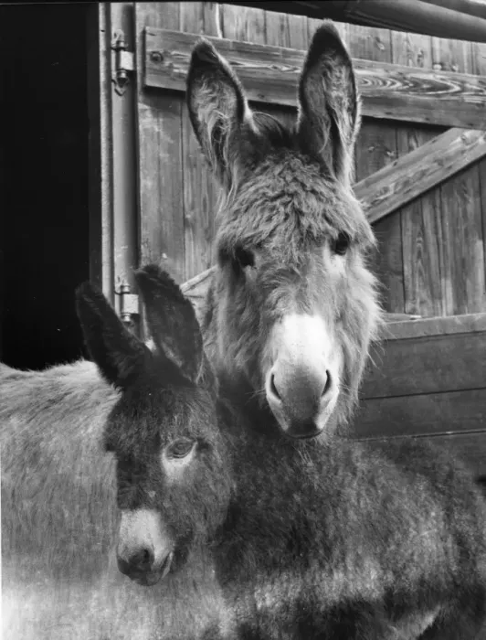 Framed Print : Man Friday Friday is a male foal born to Fanny, his Mother, on Stonehouse Farm Framed Print : Man Friday Friday is a male foal born to Fanny, his Mother, on Stonehouse Farm