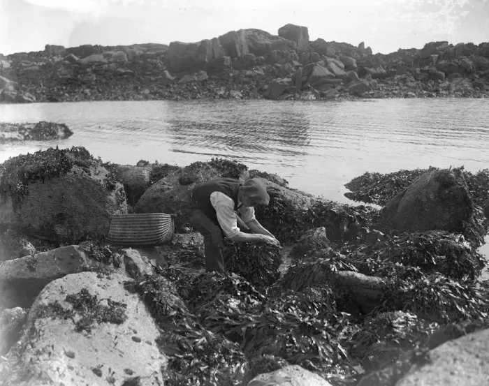 Framed Print : A man looking for ormers or abalone (shellfish) along the seashore in the Channel Islands Framed Print : A man looking for ormers or abalone (shellfish) along the seashore in the Channel Islands