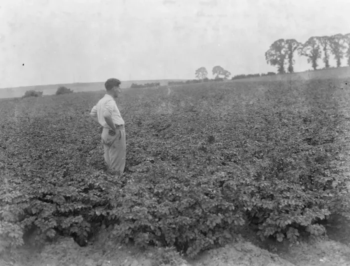 Framed Print : A man looks out over the growing potatoes. 1937 Framed Print : A man looks out over the growing potatoes. 1937