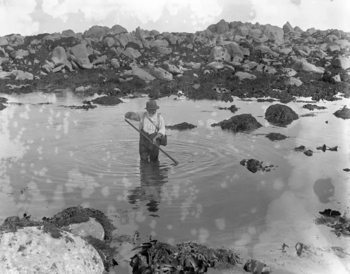 Framed Print : A man sifts through the sea for ormers or abalone in the Channel Islands. 8 October Framed Print : A man sifts through the sea for ormers or abalone in the Channel Islands. 8 October