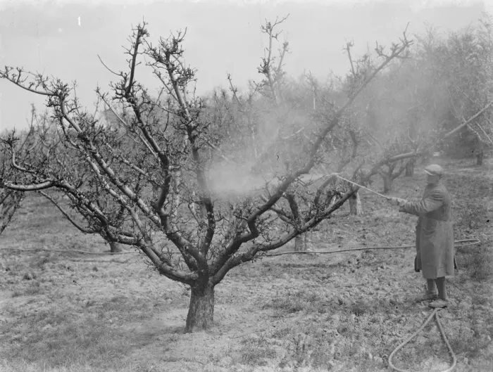 Framed Print : A man is spraying lime sulpher on the fruit trees of an orchard in Birchwood, Kent Framed Print : A man is spraying lime sulpher on the fruit trees of an orchard in Birchwood, Kent