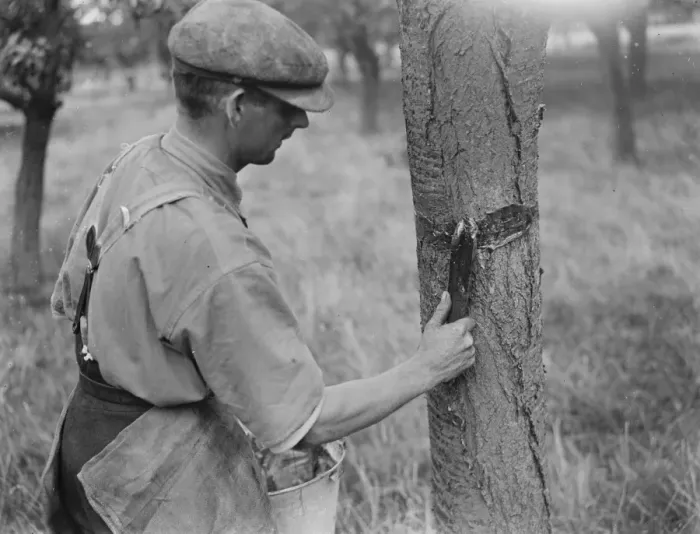 Framed Print : A man is stickybanding a fruit tree to prevent insects from crawling up it