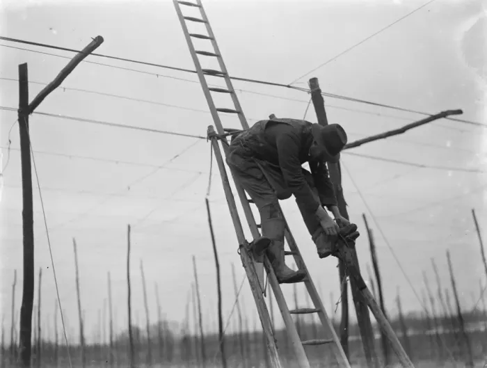 Framed Print : A man stringing the hop poles from his ladder. 1937 Framed Print : A man stringing the hop poles from his ladder. 1937
