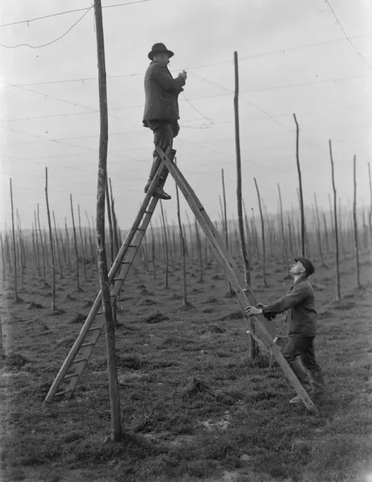 Framed Print : A man stringing the hop poles whilst another foots his ladder. 1937