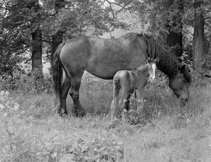 Framed Print : A mare with her colt. 1937 Framed Print : A mare with her colt. 1937