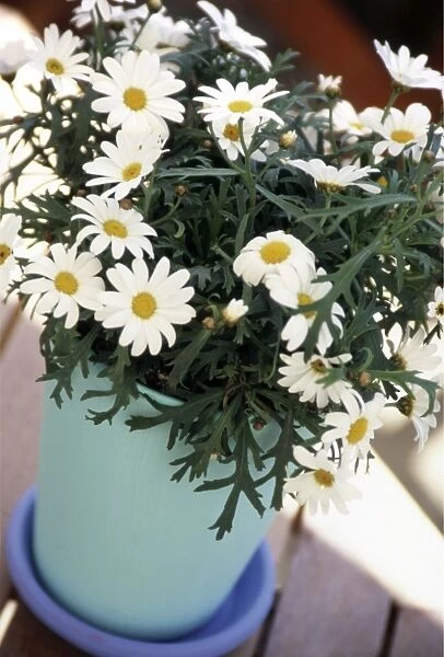 Marguerite daisies growing in clay pot painted in blue and turqoise outdoors on decking