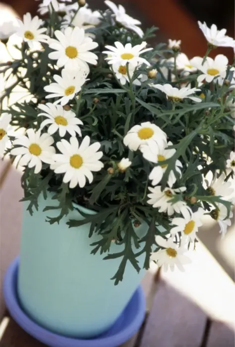 Framed Print : Marguerite daisies growing in clay pot painted in blue and turqoise outdoors on decking