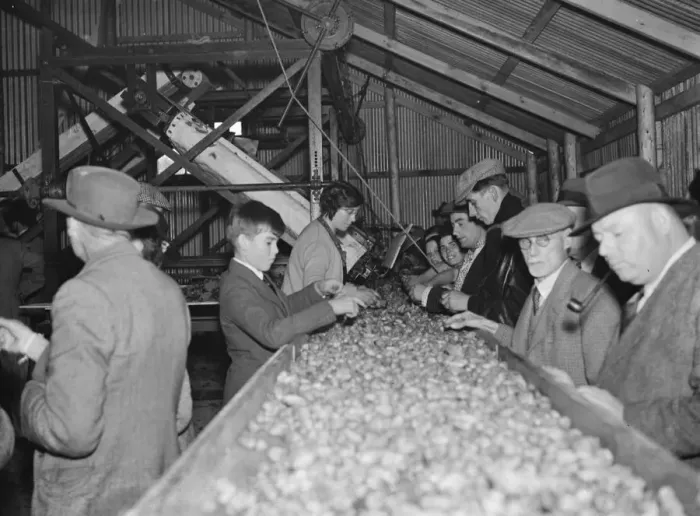 Framed Print : McConnel hinds, hop pickers work on the machine belt. 1937