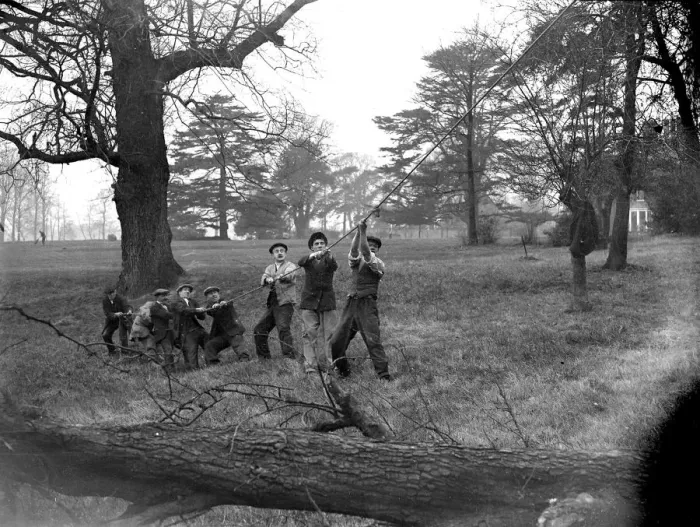 Framed Print : Men bringing down the tree by pulling on a rope, on the grounds at Sidcup Place. 1934 Framed Print : Men bringing down the tree by pulling on a rope, on the grounds at Sidcup Place. 1934