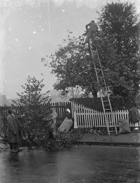 Men cutting holly at Chislehurst, Kent. 1935