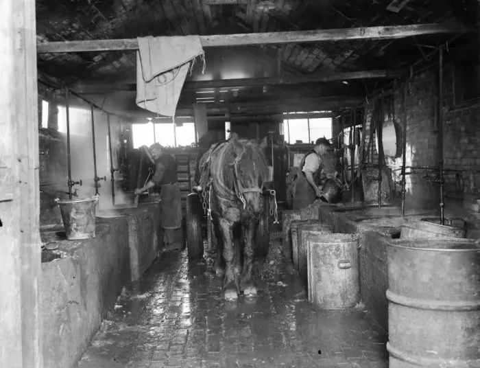 Framed Print : Men making mash for the pigs at Tripes pig farm, Orpington, Kent. 1936
