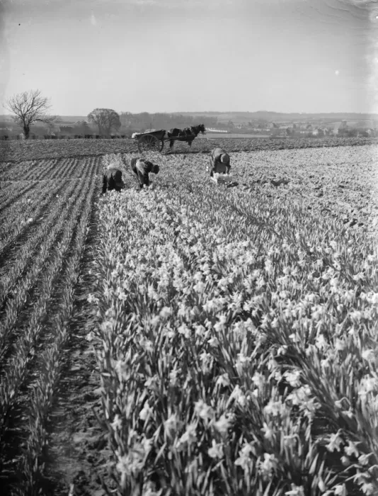 Framed Print : Men picking daffodils in the fields at Swanley for the daffodil harvest Framed Print : Men picking daffodils in the fields at Swanley for the daffodil harvest