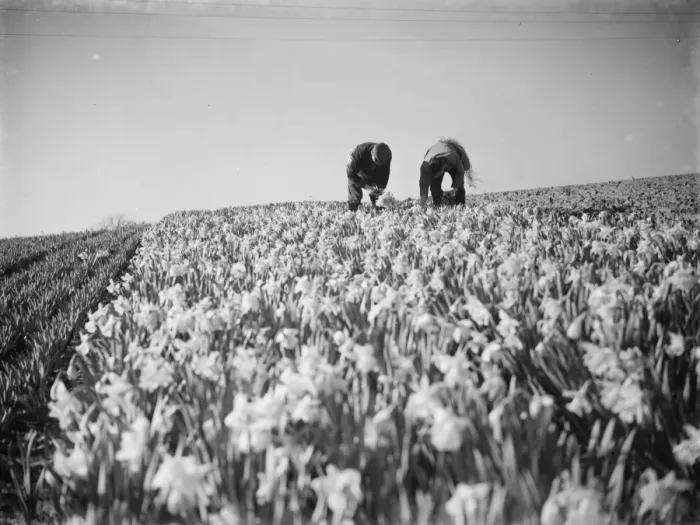 Framed Print : Men picking daffodils at Swanley, Kent for the daffodil harvest. 15 March 1938 Framed Print : Men picking daffodils at Swanley, Kent for the daffodil harvest. 15 March 1938