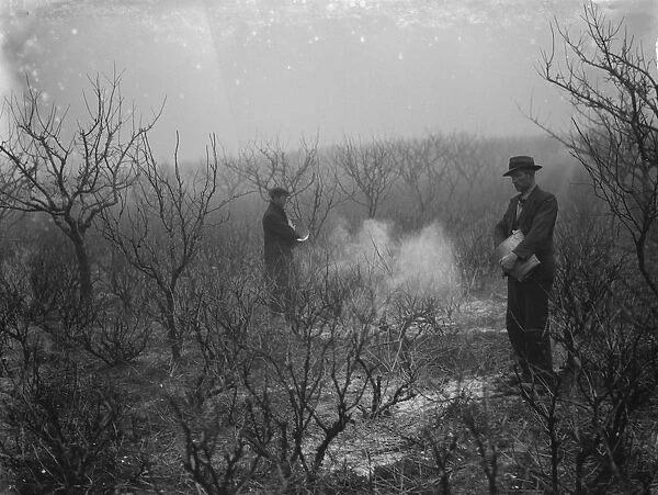 Men spraying a fruit orchard. 1935