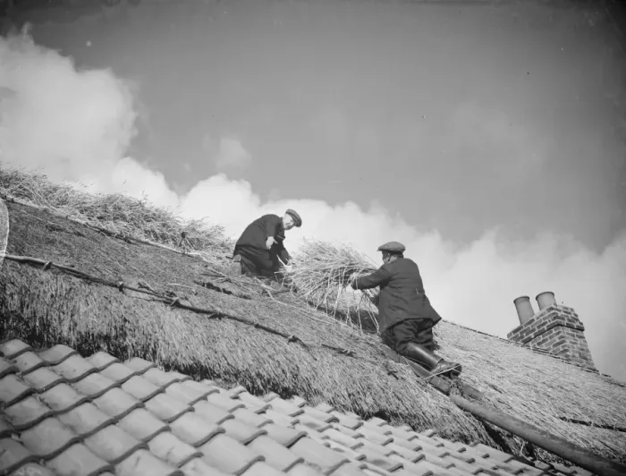 Framed Print : Men work on a tiled roof putting thatching on the roof of a cottage in Orpington Framed Print : Men work on a tiled roof putting thatching on the roof of a cottage in Orpington