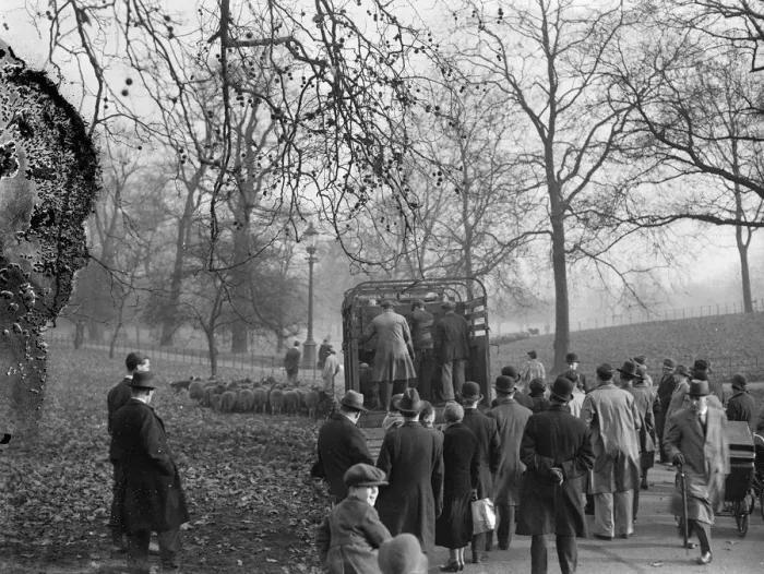 Framed Print : Not a merry christmas for the Hyde Park sheep