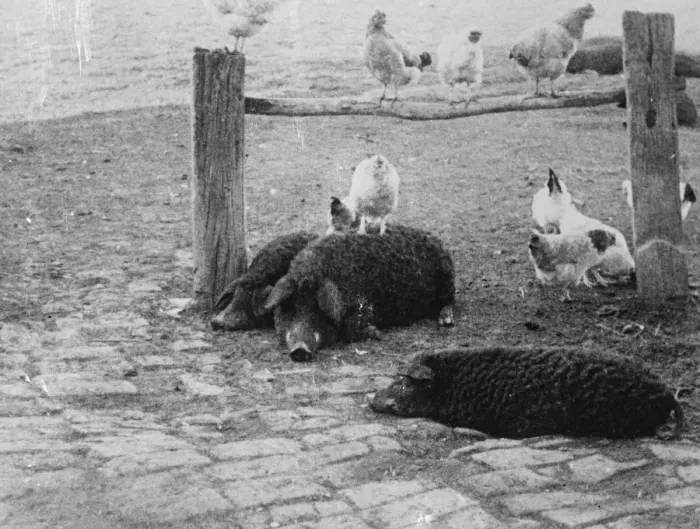Framed Print : Mesokovesd, Hungary. Around the herdsmans hut are several domestic animals. Judging Framed Print : Mesokovesd, Hungary. Around the herdsmans hut are several domestic animals. Judging