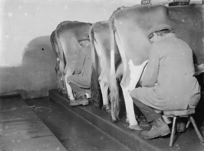Framed Print : Milking cows. 1937 Framed Print : Milking cows. 1937
