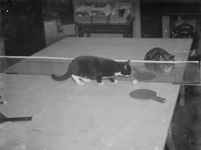 Framed Print : Minnie and Parson play ping pong. 1935