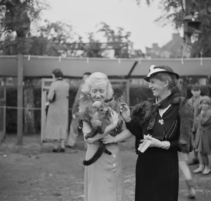 Framed Print : Miss Australs with monkeys. 1936 Framed Print : Miss Australs with monkeys. 1936