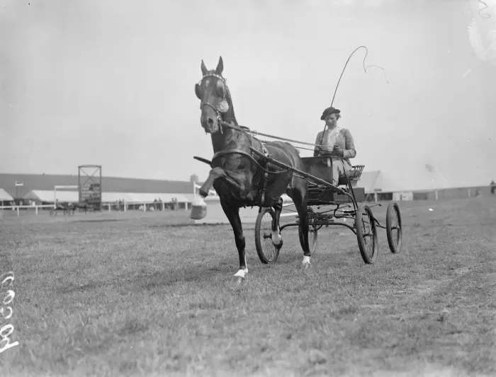 Framed Print : Miss Black driving Mr Bertram Mills, which took first prize at a horse show an gymkhana Framed Print : Miss Black driving Mr Bertram Mills, which took first prize at a horse show an gymkhana