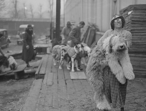 Miss I Webster carrying her Old English Sheepdog Sir John Marksman '