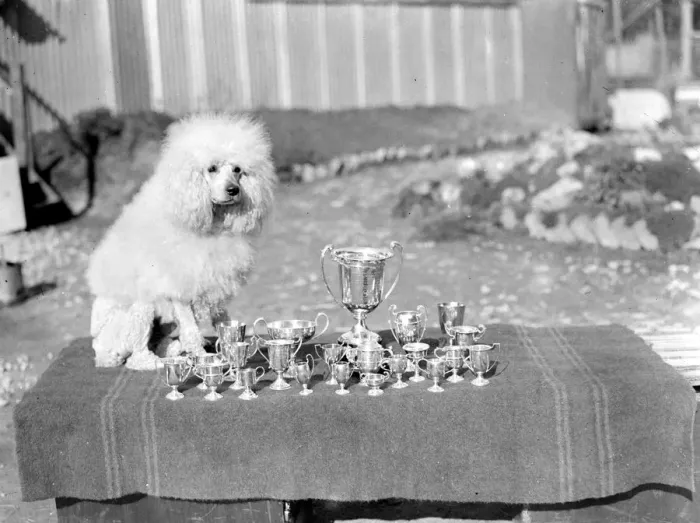 Framed Print : At Miss Lane?s Poodle Kennels, South Lodge, Buchan Hill, Crawley, Sussex Champion