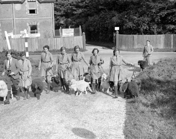 Framed Print : At Miss Lane?s Poodle Kennels, South Lodge, Buchan Hill, Crawley, Sussex Framed Print : At Miss Lane?s Poodle Kennels, South Lodge, Buchan Hill, Crawley, Sussex