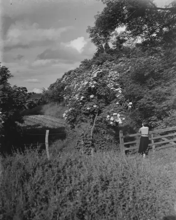 Framed Print : Miss Muriel Haken admiring some wild roses in Sussex. 13 June 1937 Framed Print : Miss Muriel Haken admiring some wild roses in Sussex. 13 June 1937