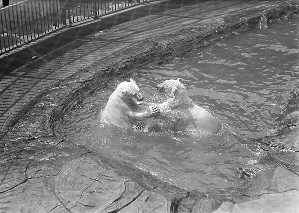 Mixed bathing at the Zoo Polar bears play Get out or Get Under The beginning