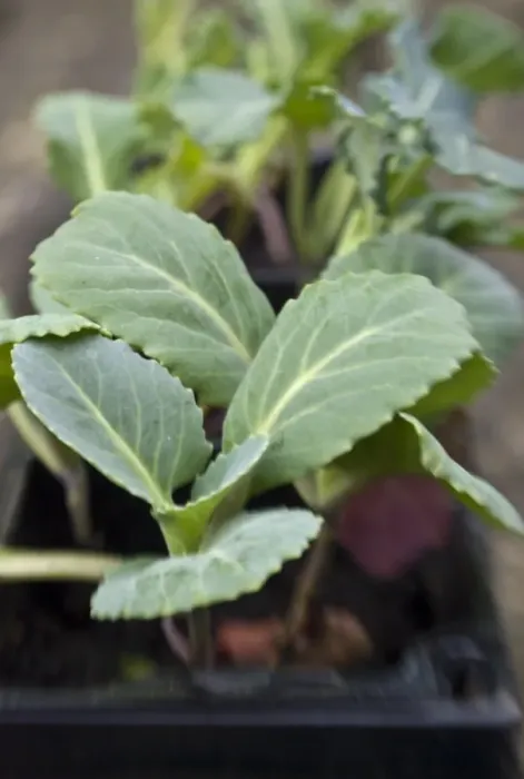 Framed Print : Mixed brassica seedling in compost waiting to be planted in vegetable plot. credit Framed Print : Mixed brassica seedling in compost waiting to be planted in vegetable plot. credit