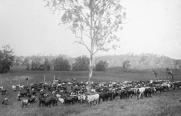 Mob of store cattle at Brisbane. 23 March 1923