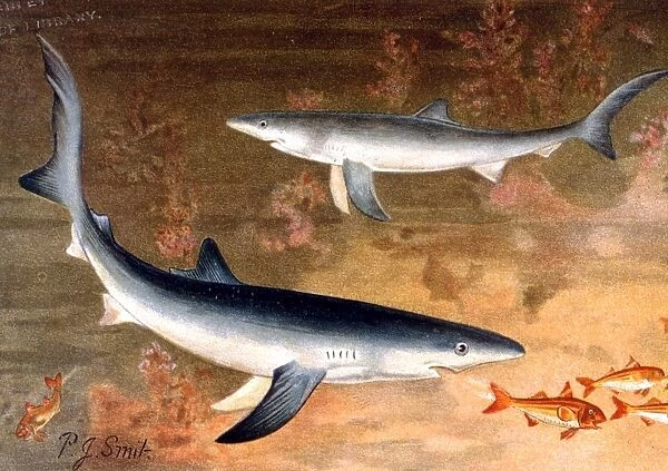 MONSTERS - The Blue Shark. From the 1896 edition of P L Scalters The Royal Natural