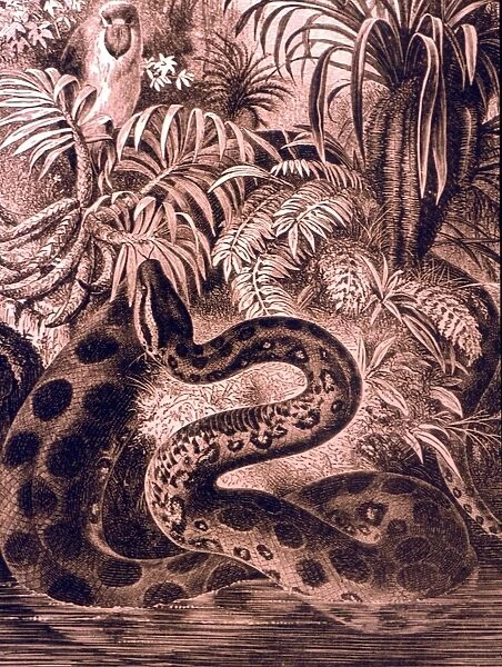MONSTERS - GIANT ANACONDA Giant anaconda in the swamp water of the Amazon. From