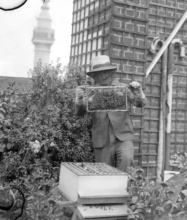 Framed Print : Mr C Keene his face masked with a frame of his bees in the garden on the roof of Framed Print : Mr C Keene his face masked with a frame of his bees in the garden on the roof of