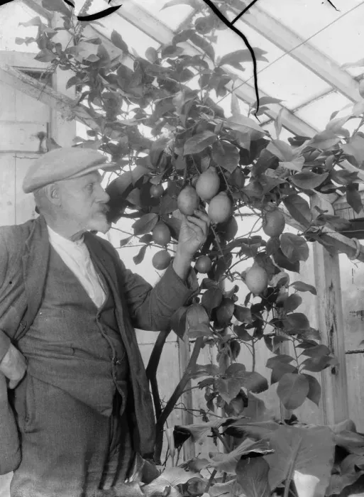 Framed Print : Mr G Lamb of Hextable shows off his lemon plants. 1936