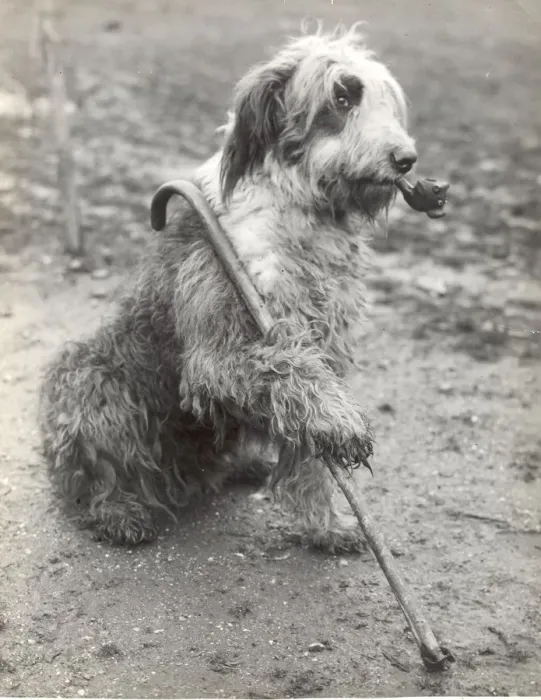 Framed Print : Mr Groombridges Sheepdog 1936 The Old Soldier on Guard - with pipe and stick Framed Print : Mr Groombridges Sheepdog 1936 The Old Soldier on Guard - with pipe and stick