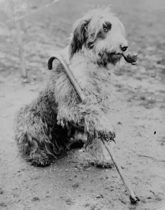 Framed Print : Mr Groombridges sheepdog poses with a pipe and a walking stick. 1936 Framed Print : Mr Groombridges sheepdog poses with a pipe and a walking stick. 1936