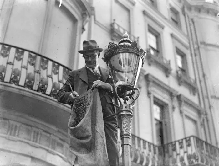 Framed Print : Mr R Ainslie the Post Office Engineer cooly removed a swarm of bees by hand, estimated at 15 Framed Print : Mr R Ainslie the Post Office Engineer cooly removed a swarm of bees by hand, estimated at 15