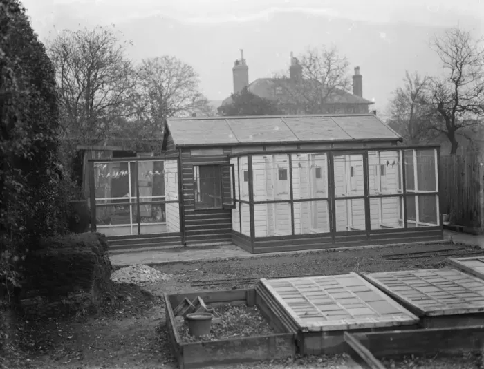 Framed Print : Mr R Woolseys bird aviary in Dartford, Kent 1937 Framed Print : Mr R Woolseys bird aviary in Dartford, Kent 1937