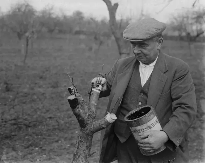 Framed Print : Mr Searles grafting fruit trees. 1939 Framed Print : Mr Searles grafting fruit trees. 1939