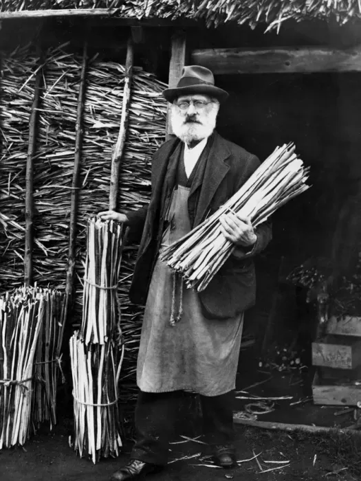 Framed Print : Mr Thomas Backshall of Paddock Wood, Kent Aged 82 had been making basket hoops by Framed Print : Mr Thomas Backshall of Paddock Wood, Kent Aged 82 had been making basket hoops by