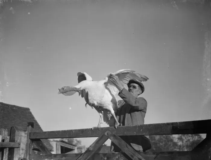 Framed Print : Mr W R Gaines shows off one of his turkeys on his farm in Frant, East Sussex. 1937 Framed Print : Mr W R Gaines shows off one of his turkeys on his farm in Frant, East Sussex. 1937