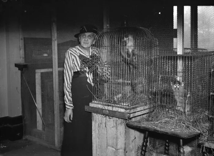Framed Print : Mrs Alison McLaren Morrison and some of her caged monkeys which she keeps at her Framed Print : Mrs Alison McLaren Morrison and some of her caged monkeys which she keeps at her