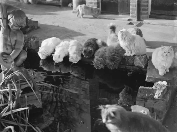 Framed Print : Mrs Buckingham, The Mayoress of Bexleys cats drinking water from a pond Framed Print : Mrs Buckingham, The Mayoress of Bexleys cats drinking water from a pond