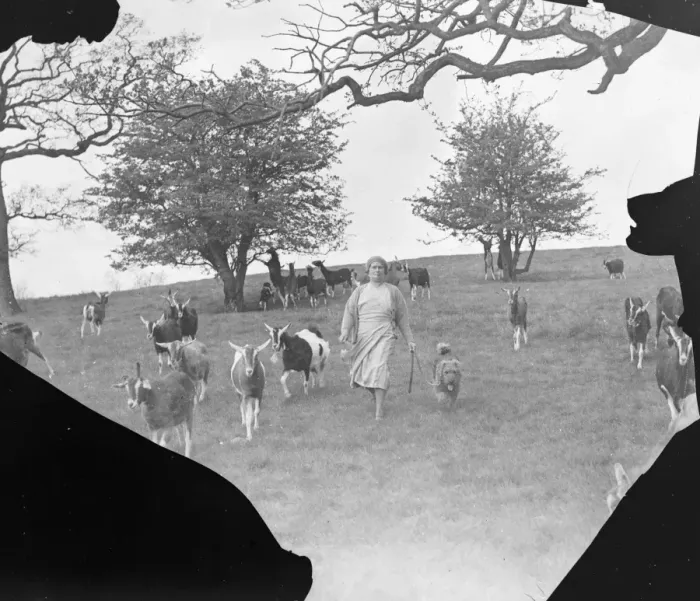Framed Print : Mrs C Ashbee walks through a field, with her dog, on a goat farm in Birling, Kent Framed Print : Mrs C Ashbee walks through a field, with her dog, on a goat farm in Birling, Kent