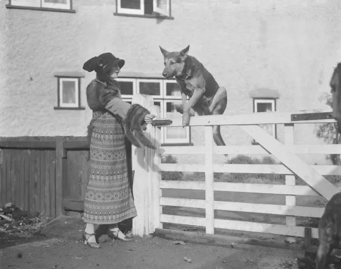 Framed Print : Mrs G Duller trains thoroughbred horses and alsatian wolfhounds at her residence at Epsom Framed Print : Mrs G Duller trains thoroughbred horses and alsatian wolfhounds at her residence at Epsom