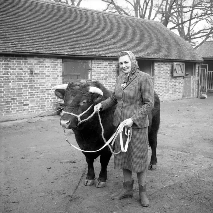 Framed Print : Mrs O M Fenwick with Watstock Despot a pedigree Sussex bull. Watstock Farm, Chiddingstone Framed Print : Mrs O M Fenwick with Watstock Despot a pedigree Sussex bull. Watstock Farm, Chiddingstone